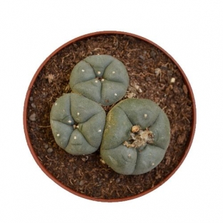 Peyote cactus 3 cluster - Lophophora williamsii